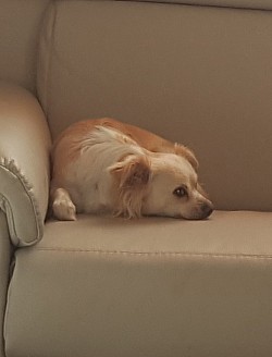 Foto privat, Maylee .Ängstlich und zurückhaltend.Nach unserem Gespräch ,ging es langsam besser und sie wurde offener