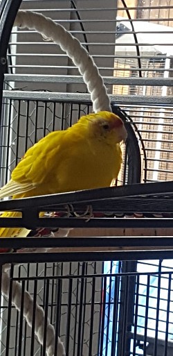 Foto privat   Kakariki Dida Litt an dem Schnabel Federvirus. mit regelmässiger Energyzufuhr hatte Dida noch 2 Schöne Jahre bei seinen Menschen