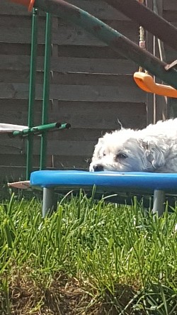 Foto privat Jayjay. Erkrankte durch regelmässige Floh und Zeckenpräparate. Vekam grosse Probleme mit  dem Nervensystem. Hier wurde regelmässige Energy gesendet und Sterbebegleitung praktiziert