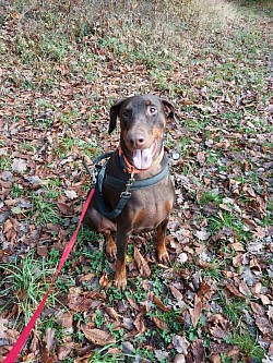 Foto Privat  Shanti Dibbermanndame welche zu früh Kastriert wurde.Sie bleibt im Kopf immer ein Kind.