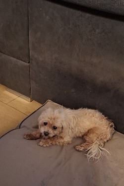 Foto privat  Flo 19 Jahre.Der kleine Malteser wird durch Energy arbeiten durch seine Tage begleiter.Auch ist Regelmässiges Einfühlen in das Tier wichtig um neue Probleme oder Erkrankungen zu bemerken